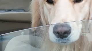 Şoför Köpek. Direksiyonda Araba Süren Şoför Köpek.