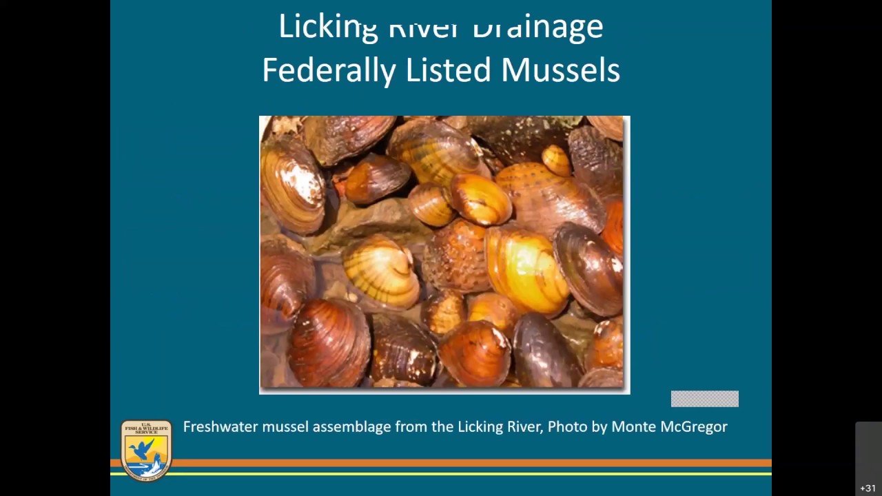 5.3 Habitat Partners USFWS Kentucky Ecological Field Office YouTube