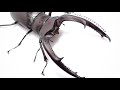 マンディブラリスフタマタクワガタの繁殖方法 ペアリングと産卵セット【クワガタ飼育】