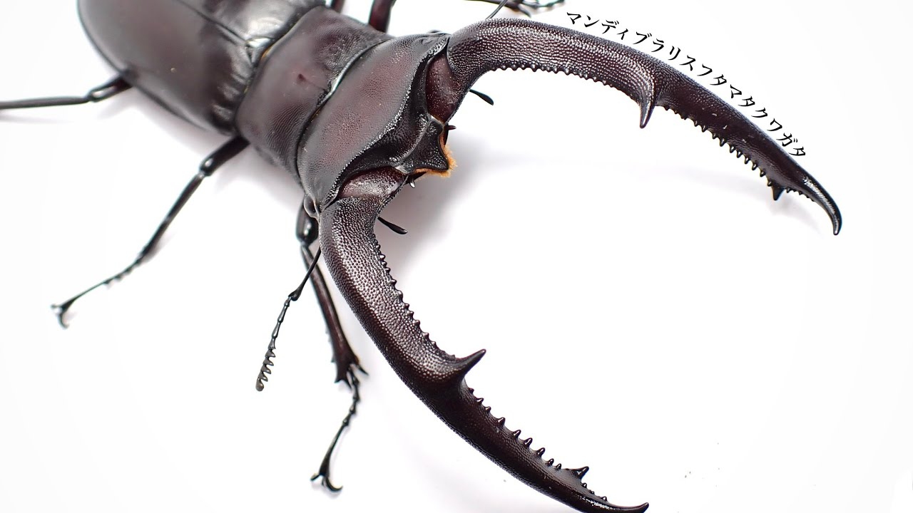 How to breed Mandibularis stag beetles: Pairing and egg-laying