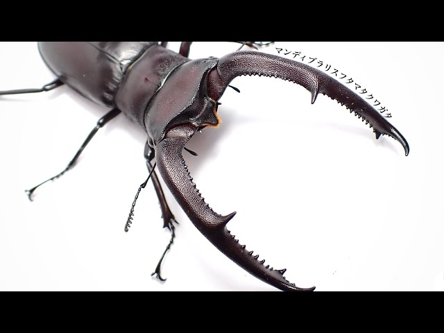 How to breed Mandibularis stag beetles: Pairing and egg-laying