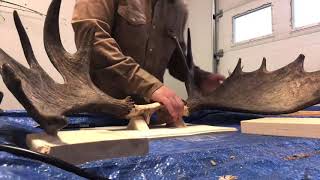 Moose mount DIY (non professional)