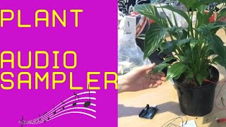 How to make an Arduino Plant Audio Sampler with Max.  STEP BY STEP GUIDE TUTORIAL