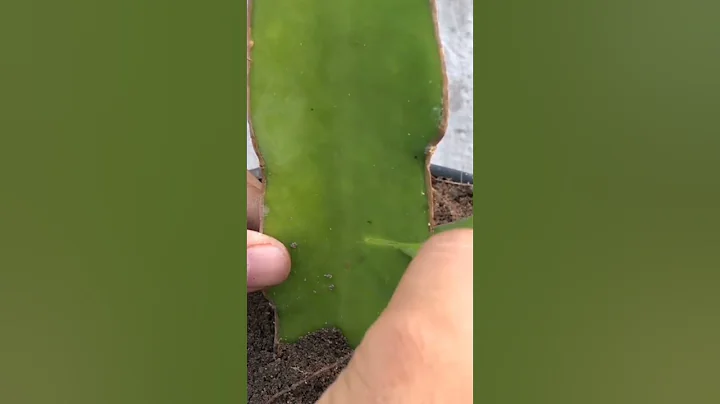 讓外國羨慕的中國技術，用火龍果為砧木嫁接蟹爪蘭，簡單易成活！#嫁接 #蟹爪蘭嫁接 - 天天要聞