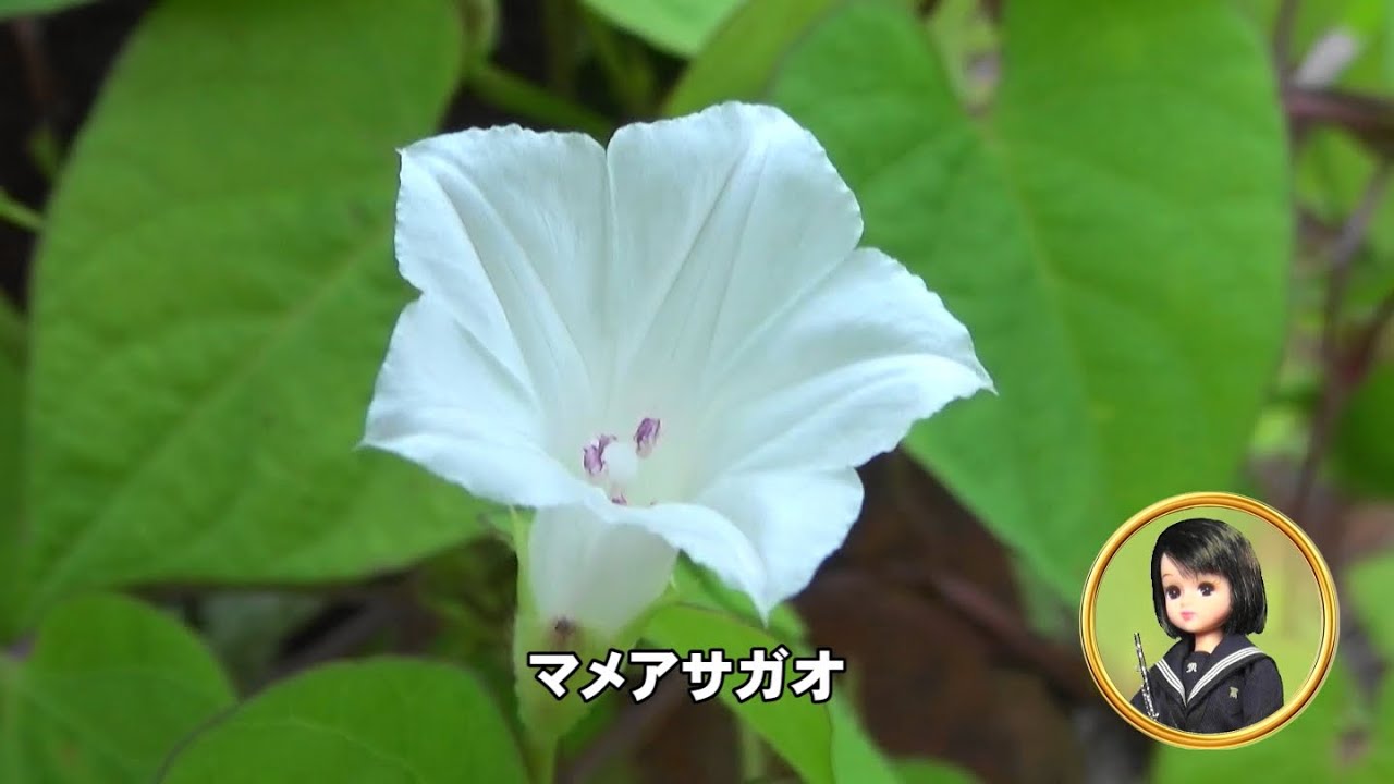 30秒の心象風景31846・小さな五角形～マメアサガオ～ - YouTube