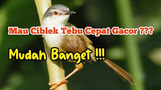 Cara Agar Ciblek Tebu Cepat Gacor dan Rajin Bunyi