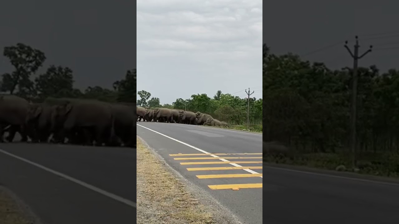elephants crossing road 