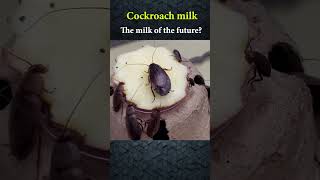 Cockroach Milk