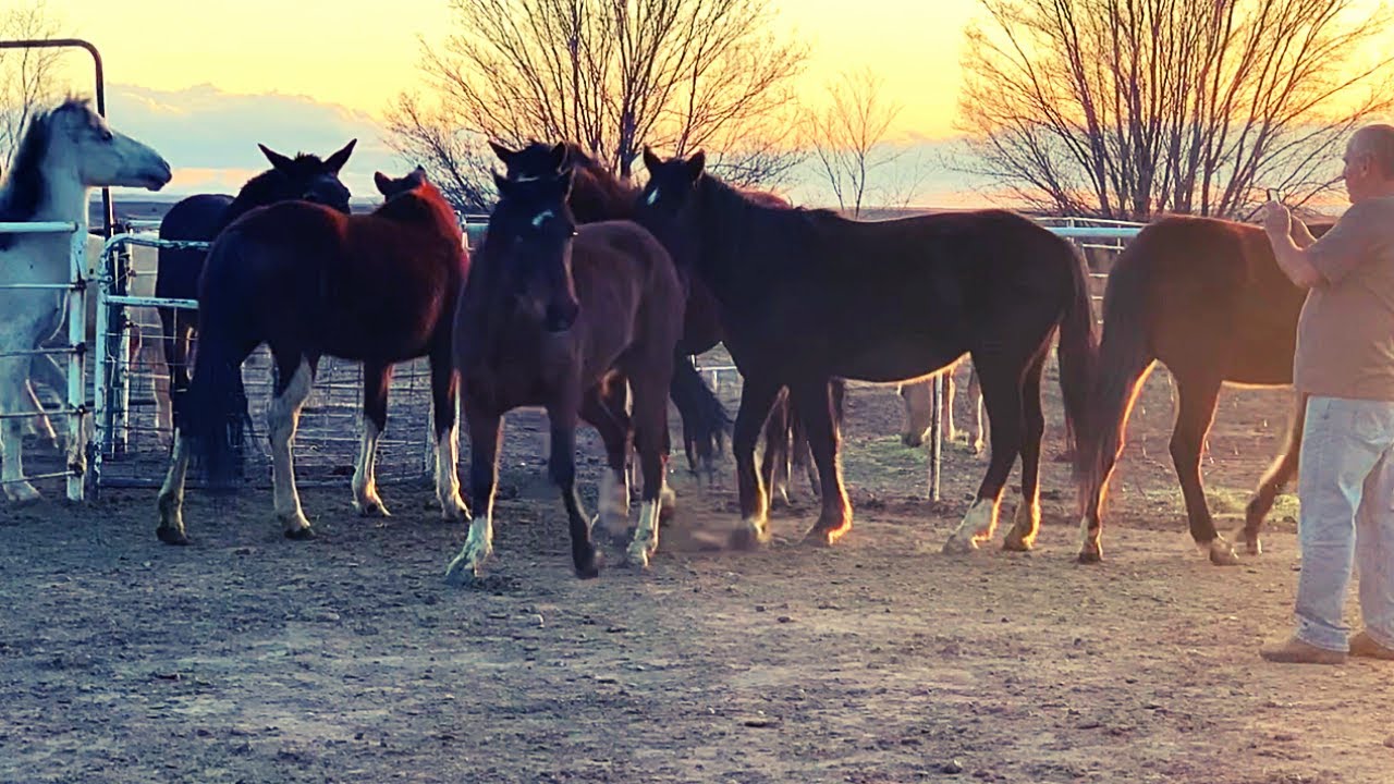 PICKING UP HORSES on the SOUTHERN UTE RESERVATION YouTube