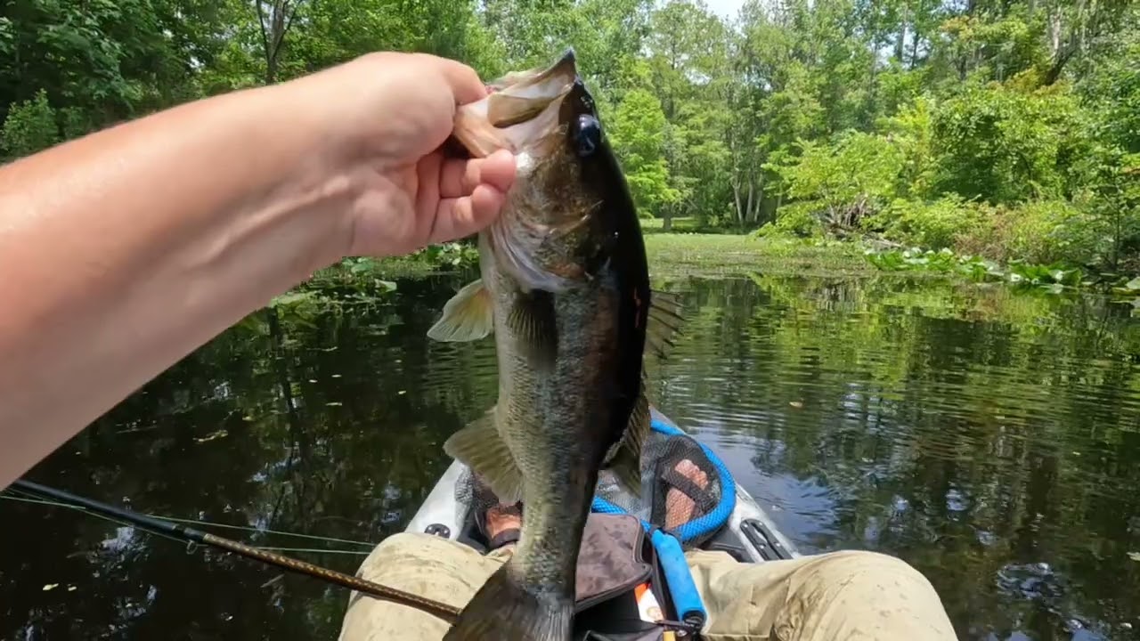 BASS FISHING THE ST. JOHNS RIVER