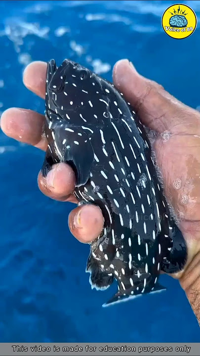 Soap fish #voiceofbb #facts #tamil #shorts