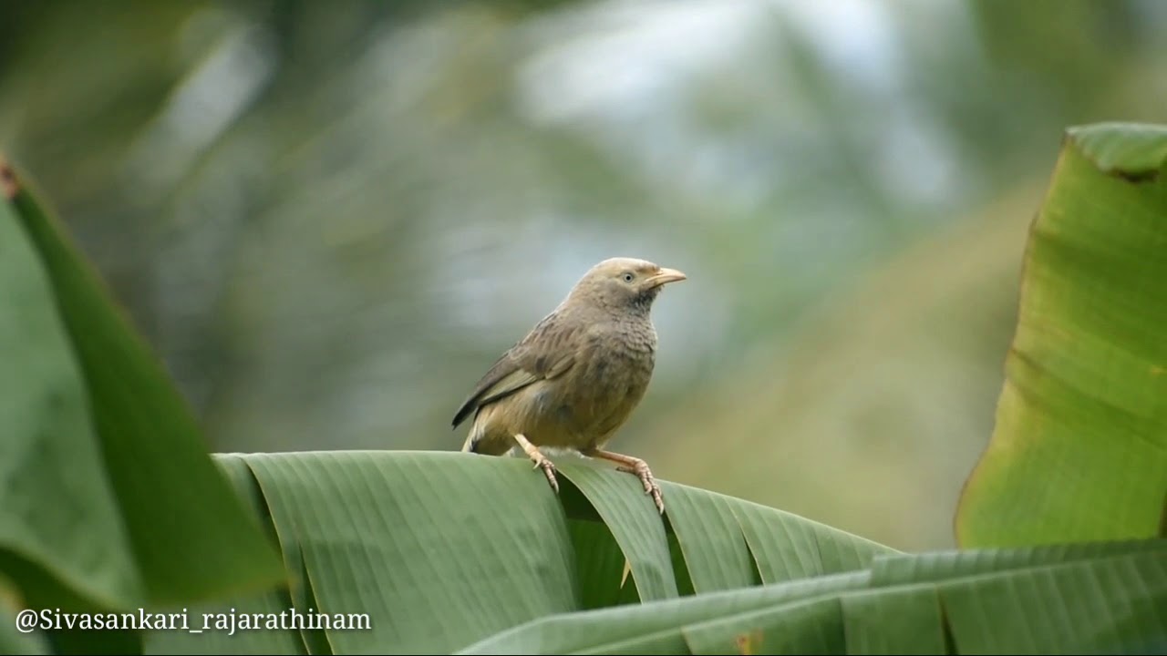 Jungle babbler 🐦 