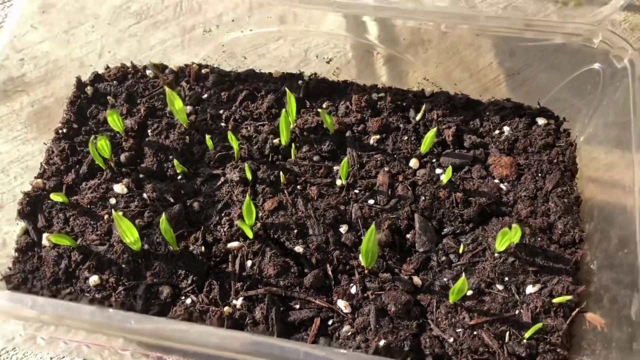Trachycarpus fortunei easy seed germination update YouTube Trachycarpus fortunei easy seed germination update YouTube