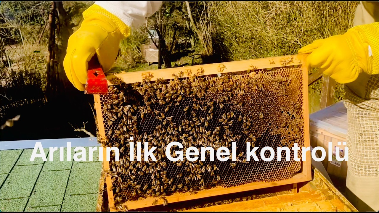 ÇATI’DA BAKTIĞIM BAL ARILARI‘NIN GENEL KONTROLÜNÜ YAPIYORUM.