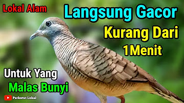 Perkutut Lokal Gacor Suara Pancingan Perkutut Paling Ampuh Langsung Nyaut #perkututlokalgacor 