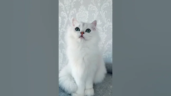 Video 2269871: white british longhair cat, golden british longhair cat