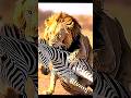 The Greatest Lion at Hunt 🔥 #Lion #wildlife #Viral #Shorts