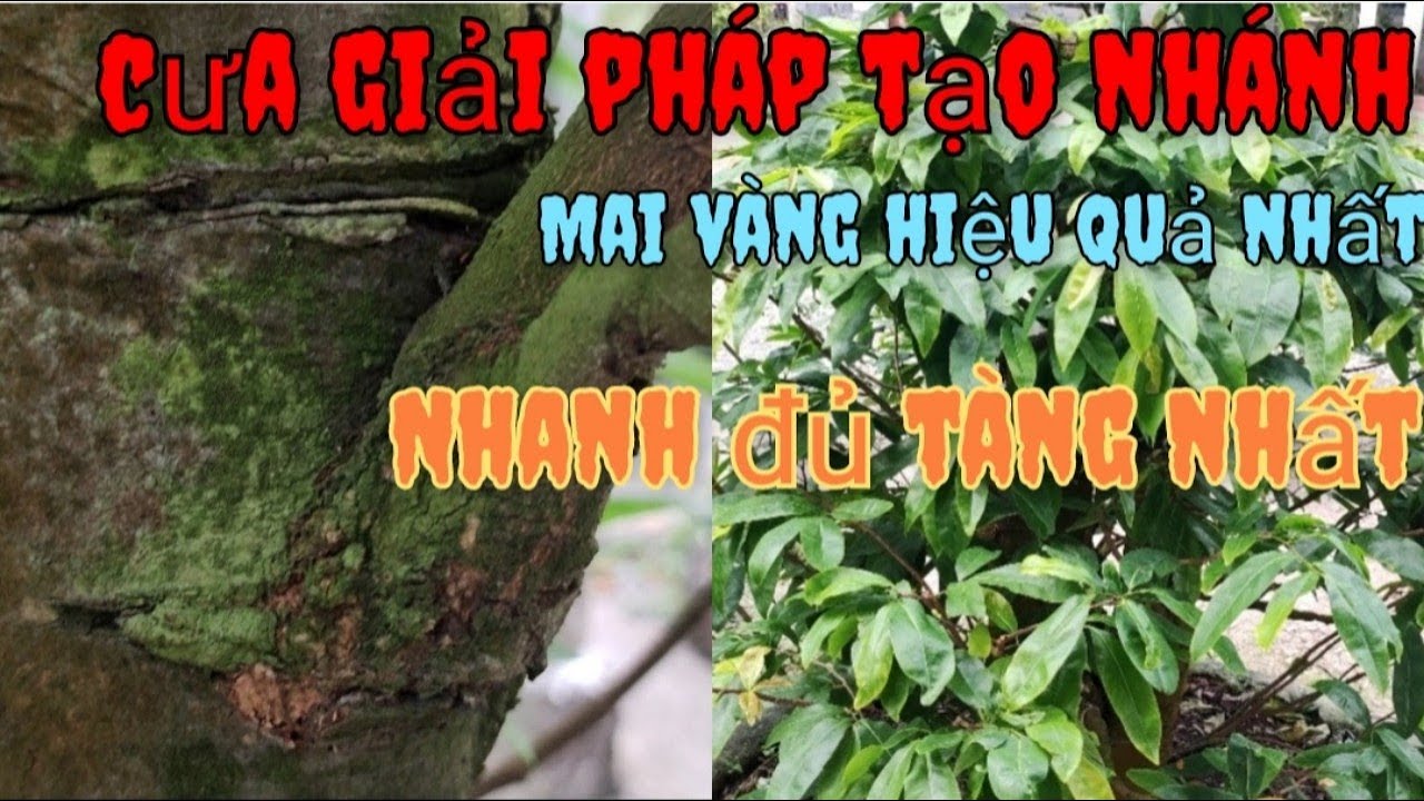 Cách xử lý cây mai thiếu nhánh, thiếu tàn theo ý muốn hiệu quả nhất