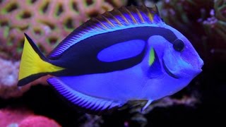 Facts: The Blue Tang (Palette Surgeonfish)