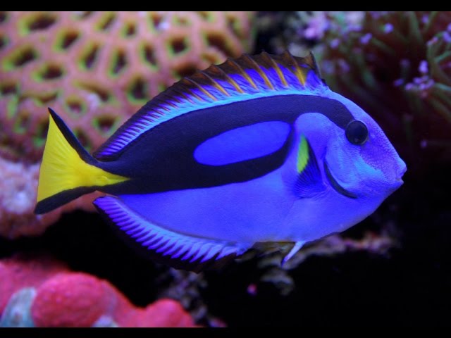 WHAT KIND OF FISH IS DORY?Blue Tang 