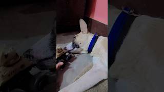 end 🫸 wait..#dog #funny#pets #puppy#youtubeshorts #love #youtubeviral#trending #comedy
