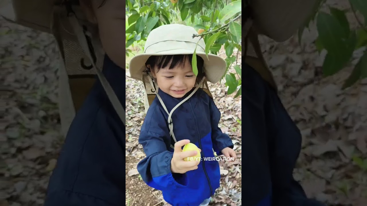 เก็บมะยิงชิด ดินดูดเท้า รองเท้าคู่ใหม่ลูก เป็นมะยงชิดที่เกือบขิดแต่หวานเจี๊ยบครับ 😂