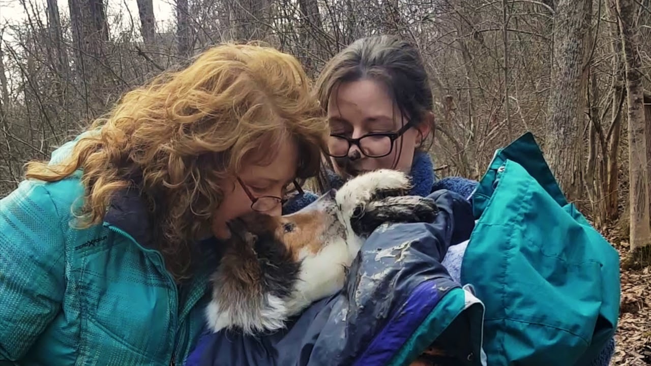 Life Saving Find by Missing Pet Search Dog