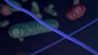 Mitochondria Dynamic