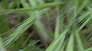 ברומית עקרה جارو علفی Bromus Sterilis