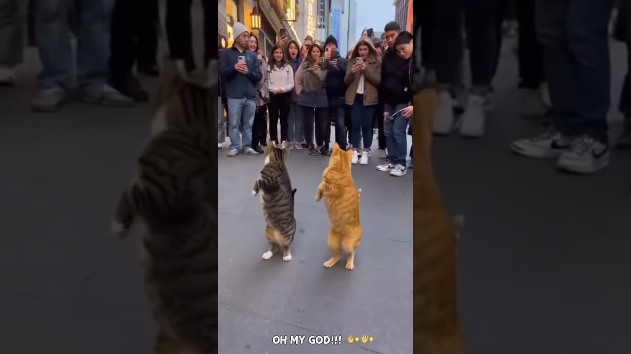 Crowd STUNNED as Two Cats Dance Like Professionals on a USA Street! 😱🐱💃