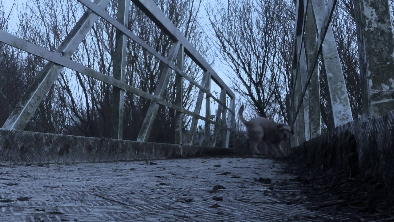 giorno stella | GoProFlo