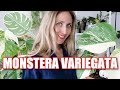  comment entretenir le monstera variegata et o lacheter 