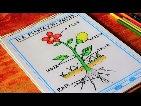 Video: Cómo Dibujar Una Flor En Etapas