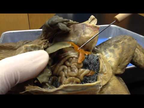 Frog dissection-Internal Anatomy