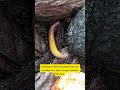 Golden Millipede Emerging From the Darkness 🌿🐛