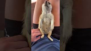 MEERKAT MASSAGE