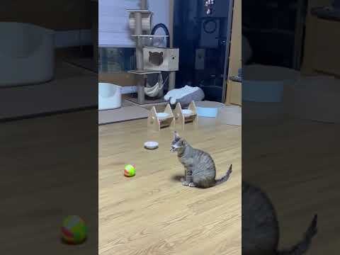 간식 줬는데 못 찾아서 당황한 고양이 #shorts [미트]