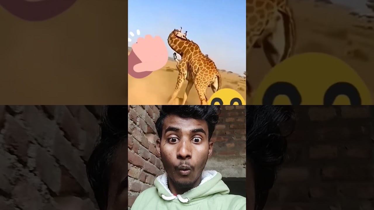the lion kisses the giraffe😄😄. ai. amazing video. monisk. 