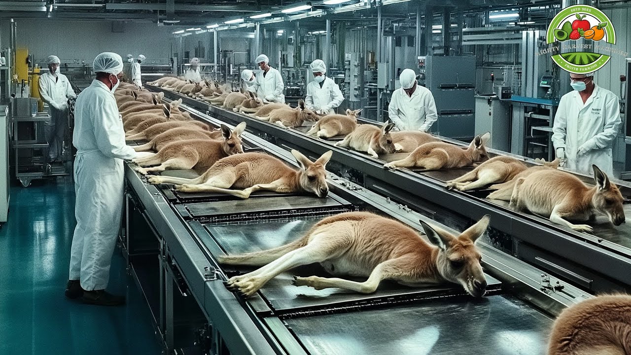How Millions of Kangaroos Are Raised for Meat in Australia – Kangaroo ...