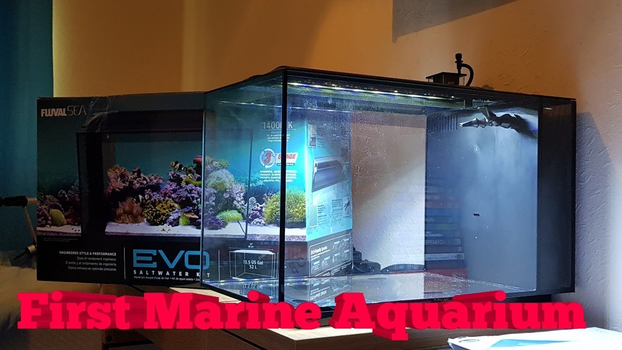 aquarium plants Moving into marines at age 12|Fluval Evo 13.5/52l week 1