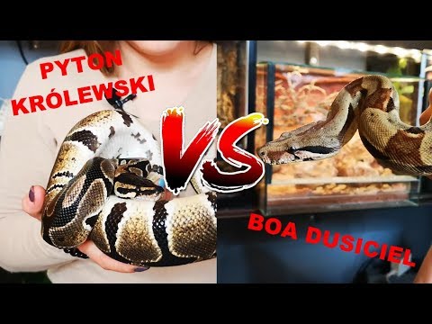 Wideo: Różnica Między Boa A Pythonem