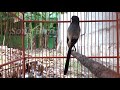 Pancingan Cendet Pagi Hari Dijamin Tokcer Gak Sampai Minit Joss Silahkan Coba Mp3 - Mp4 Download