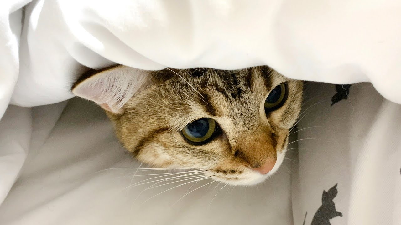 ENG) Shima dives under the comforters to spoil my sister! - YouTube
