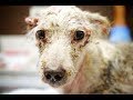 DOG KEPT IN A DUNGEON FOR YEARS GETS INCREDIBLE NEW LIFE!