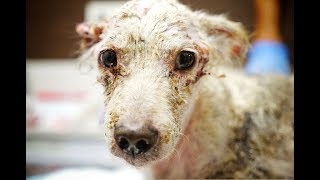 DOG KEPT IN A DUNGEON FOR YEARS GETS INCREDIBLE NEW LIFE! - YouTube