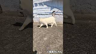 軽パンチ #shorts #猫 #cat #बिल्ली #kedi｜猫島のじかん。Cat Island Time