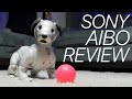 Sony Aibo Review: 2 years later this robot dog is STILL learning new tricks!
