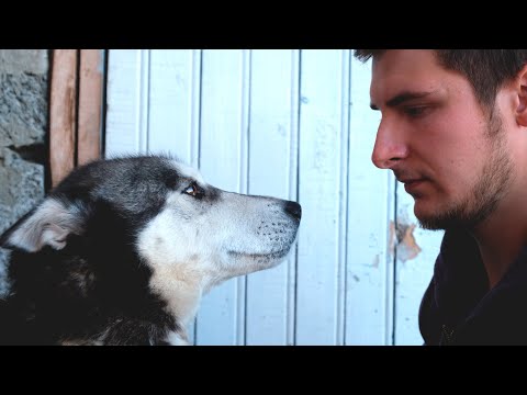 Видео: Как прекратить бой с собакой - спросите эксперта