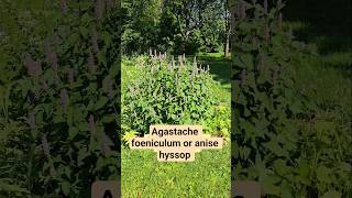 Agastache Foeniculum, Commonly Called Anise Hyssop A Species Of Perennial Plant In The Mint Family