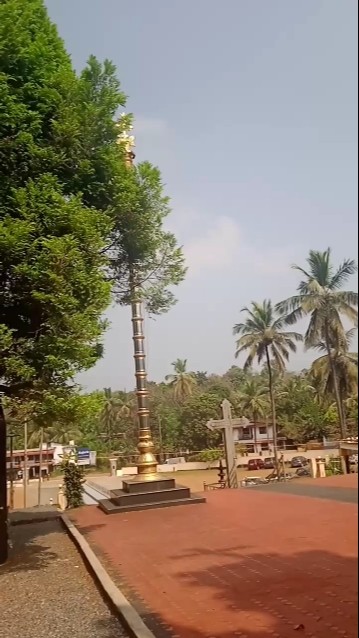 നിങ്ങൾ കണ്ടോ#naturelovers #trees #ytshorts